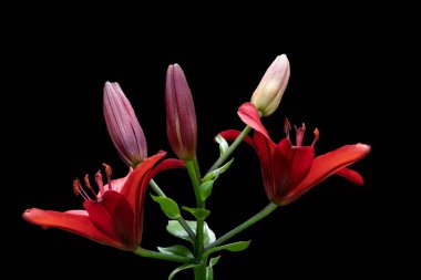 Yaz bahçesinde güzel kırmızı zambak çiçekleri. Lily Lilium Melez Çiçeği.