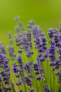 Gün batımı ışınlarında seçici odak lavanta çiçekleri, çiçek açan mor kokulu lavanta çiçeği yaz manzarası. Büyüyen lavanta, hasat, parfüm malzemesi, aroma terapisi. Lavanta tarlası güneş ışığıyla aydınlanıyor.