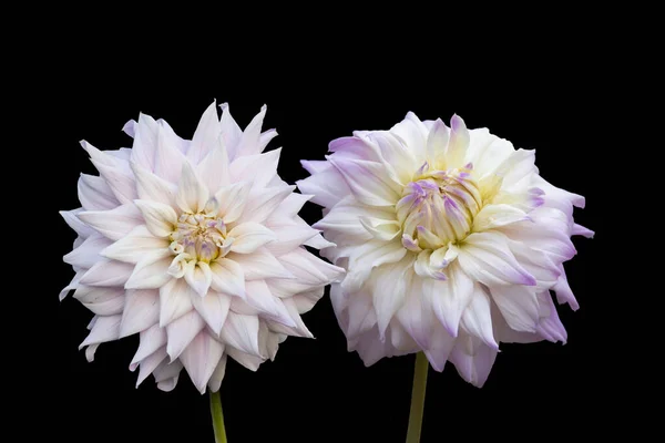 Schöne Blumen Weiße Dahlien Isoliert Auf Schwarzem Hintergrund — Stockfoto
