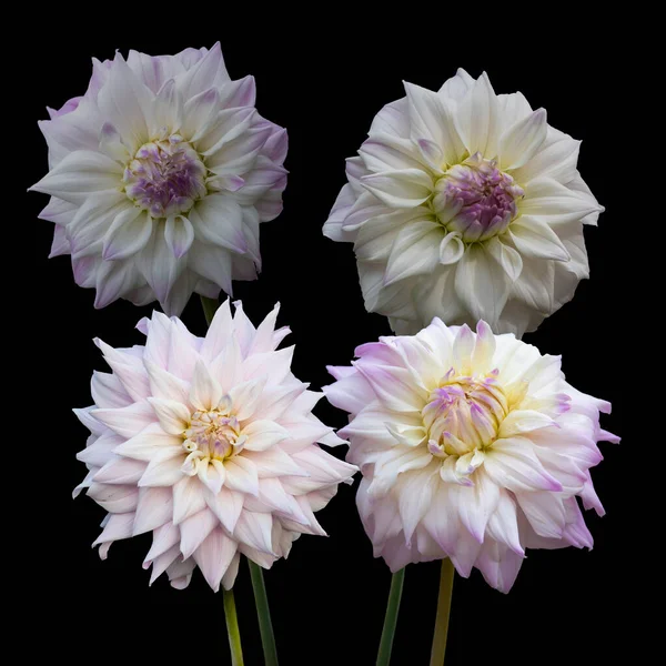 Schöne Blumen Weiße Dahlien Isoliert Auf Schwarzem Hintergrund — Stockfoto