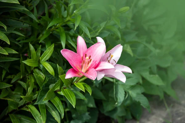 Schöne Rosa Lilienblüte Sommergarten Lilium Hybriden Blühen — Stockfoto