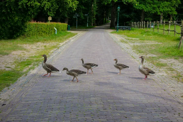 Goose Family Greylag Goose Anser Anser Species Large Goose Waterfowl — Photo