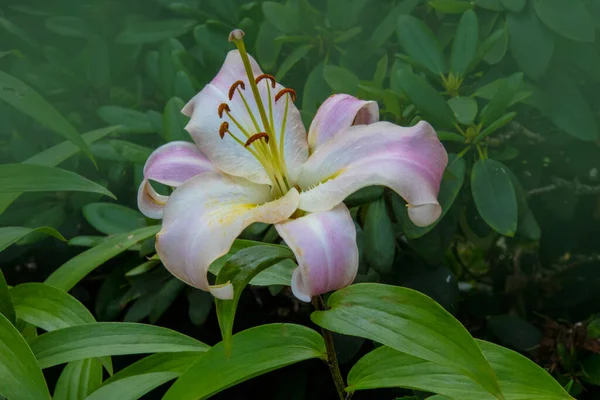 Schöne Weiße Und Rosa Lilienblüte Sommergarten Lilium Hybriden Blühen — Stockfoto