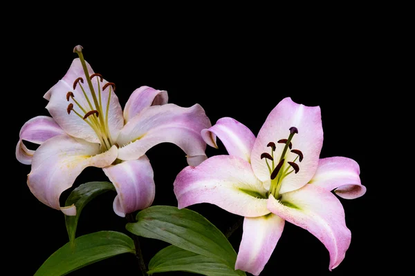 Прекрасна Рожева Лілійна Квітка Ізольована Чорному Тлі Квіти Лілійних Гібридів — стокове фото