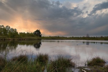 Noord Limburg 'daki Maasduinen gölünün kenarında akşam ışığı. Hollanda manzarası