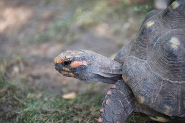 Head of a radiated tortoises , Astrochelys radiata. Critically endangered tortoise species, endemic to Madagascar.