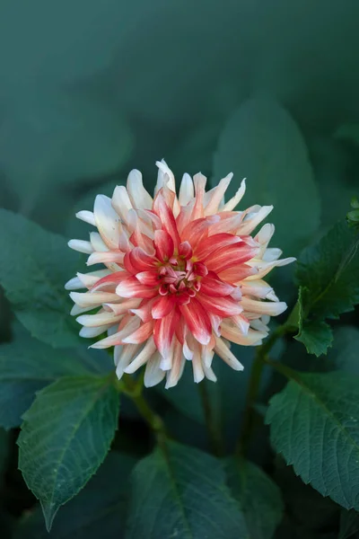 Beautiful Flower Red White Dahlia Flower Summer Garden — Fotografia de Stock