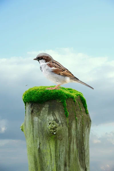 Close House Sparrow Passer Domesticus Sitting Dead Tree Stump — Stock Fotó