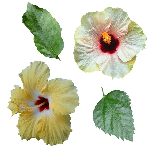 Two Yellow Hibiscus Flowers Isolated White Background — Fotografia de Stock