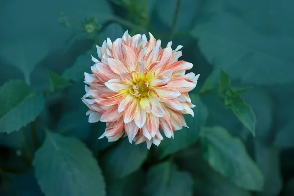 Beautiful Flower Orange White Dahlia Flower Summer Garden — Fotografia de Stock