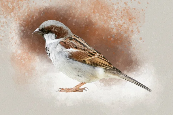 Little Sparrow Watercolor Digital Painting Vintage Effect Bird Illustration — Foto de Stock