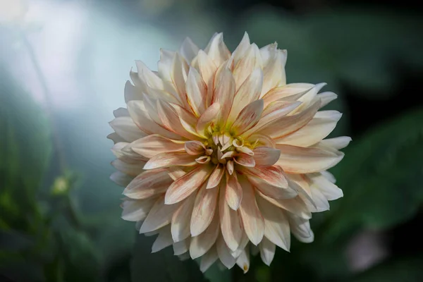 Beautiful Flower White Orange Dahlia Flower Summer Garden — 图库照片