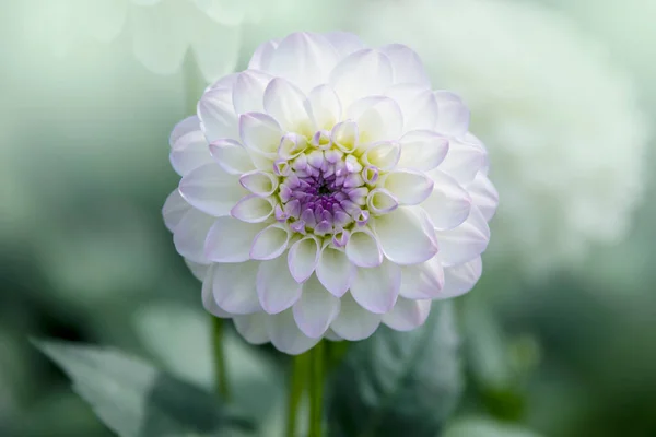 Beautiful Flower White Dahlia Flower Summer Garden — Fotografia de Stock