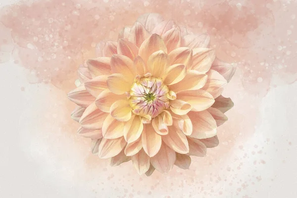 Bright orange Dahlia: Watercolor style flower illustration for background, invitation card, birthday card