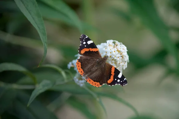 Closeup Fresh Emerged Vanessa Atalanta Butterfly Garden — Foto de Stock