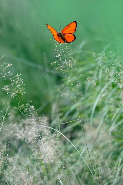 Purple Edged Copper Lycaena Hippothoe Butterfly Resting Meadow — Foto de Stock