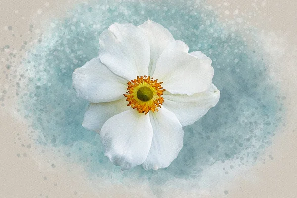 Akvarel Malba Annemone Hupehensis Květ Známý Jako Čínské Sasanky Nebo — Stock fotografie