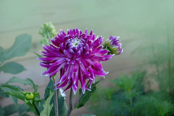 Beautiful flower, purple dahlia flower in the summer garden
