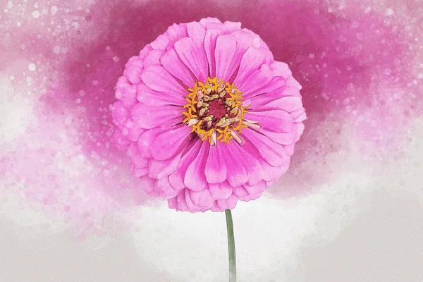 Watercolor Painting Common Zinnia Botanical Illustration — Photo