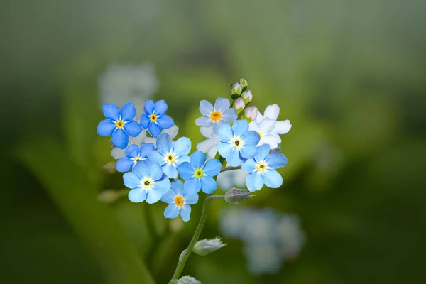 Piękne Kwiatowe Tło Makro Ujęcie Dzikiego Makra Nie Zapominaj Mnie — Zdjęcie stockowe