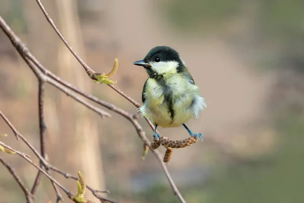 Great Tit Parus Major Black Yellow Songbird Sitting Birch Tree — Fotografia de Stock