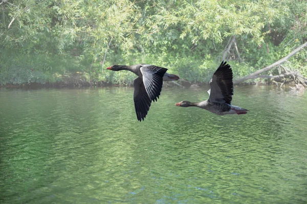 Ein Paar Graugänse Fliegt Über Einen See Den Niederlanden — Stockfoto