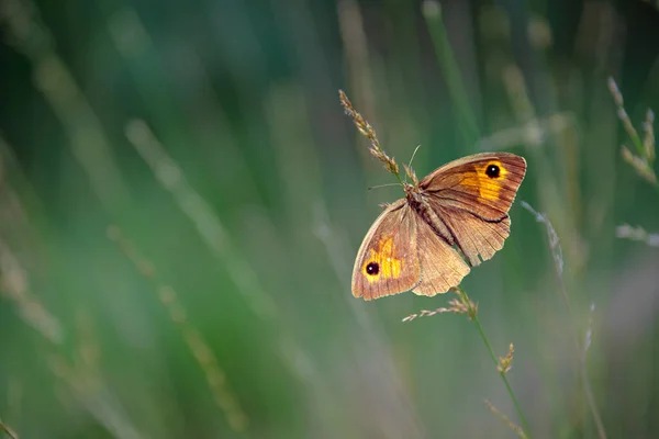 Dusky Meadow Brown Hyponephele Lycaon Mariposa Sentada Sobre Una Hoja — Foto de Stock
