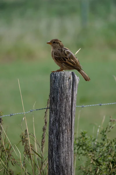 Veréb Ház Passer Domesticus Kerítésen Egy Őszi Reggelen — Stock Fotó