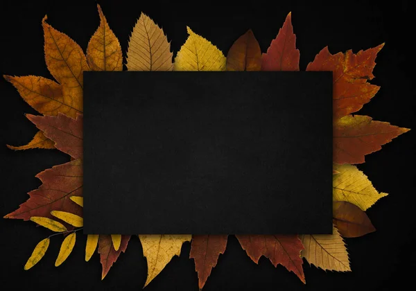 Fallen autumn leaves in the form of a frame, in the centre copy space for your text. Autumn background, a black board with the texture of wood and withered leaves of maple and other trees