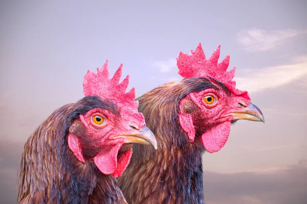 Two brown chicken. Poultry. Farm animals. Fowl outdoors. Free range chickens. Chicken breeds