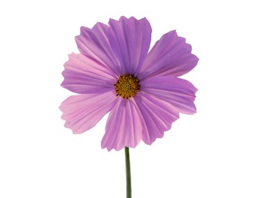 Yaz çiçeği, pembe kozmos çiçeği, Latin Cosmos Bipinnatus 'ta beyaz arka planda izole edilmiş.