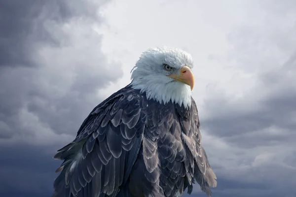 Retrato Águila Calva Macho Estadounidense Antes Del Cielo Nocturno —  Fotos de Stock