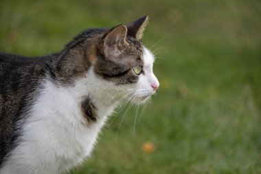 Yeşil arka planda sevimli bir kedi. Kedi bahçede yürüyor..