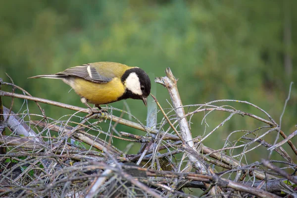 Big Tit Sitting Branch Close Natural Environment — Fotografia de Stock