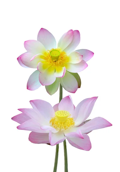 Çiçek Açan Pembe Nilüfer Çiçeği Beyaz Arka Planda Izole Nelumbo — Stok fotoğraf