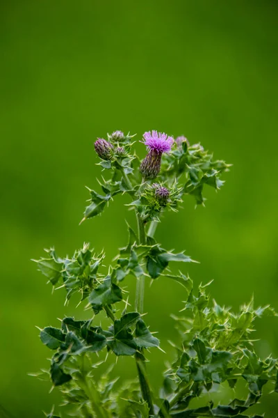 Fialová Bodláková Silybum Marianum Poli Slunečného Dne — Stock fotografie