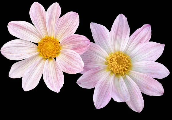 Beautiful flowers, white pink dahlias isolated on a black background