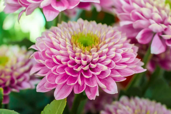 Beau chrysanthème rose avec d'autres fleurs — Photo