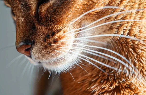 Closeup macro view of purebred Abyssinian cat whiskers — Stock Photo, Image