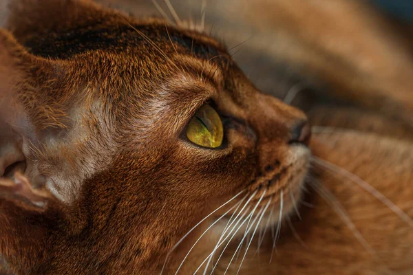Abyssinian cat with brown fur — Stock Photo, Image