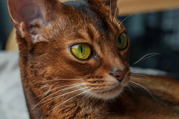 Adorable brown cat with green eyes — Stock Photo, Image