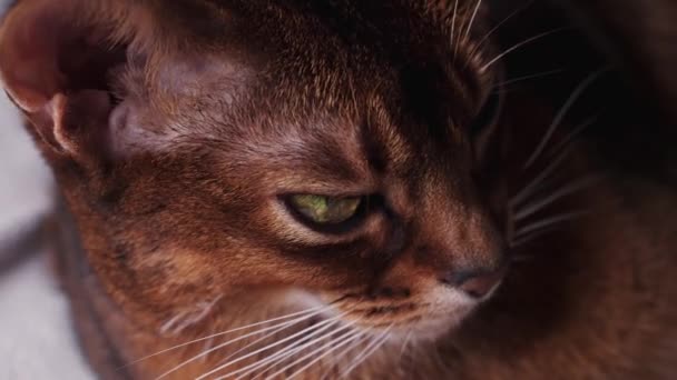 Adorable gato marrón con ojos verdes — Vídeos de Stock