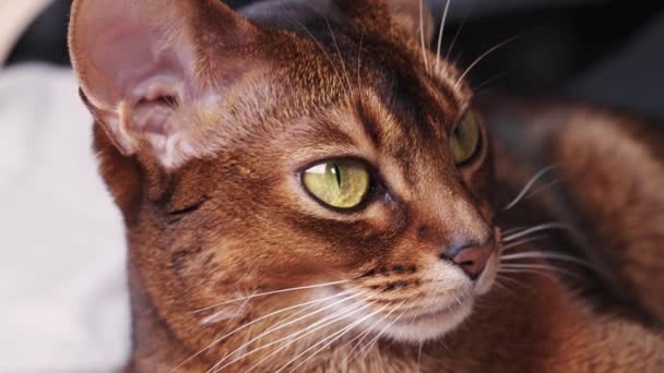 Abessinische Katze mit braunem Fell — Stockvideo