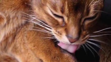 Kedi kürkü diliyle temizliyor.