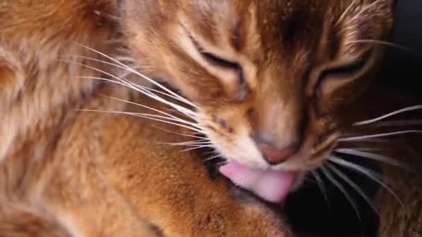 Pele de limpeza de gato com língua — Vídeo de Stock