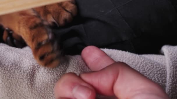 Kasvinomistaja leikkii kissan kanssa — kuvapankkivideo