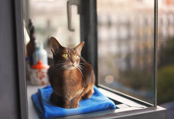 Cat looking out balcony window — Stock Photo, Image