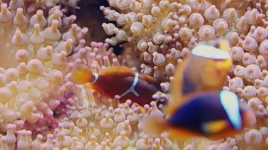 Deniz şakayıklarının yanında yüzen palyaço balıkları