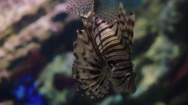 Kırmızı şeytan ateş böceği deniz suyunda yüzüyor.