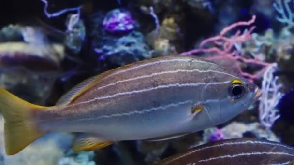 Pruhované ryby plavou v čisté vodě — Stock video